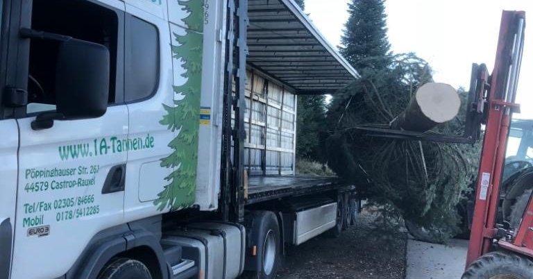 1a-tannen.de: Tannenbaum, Weihnachtsbaum, Nordmanntannen 1m Bis 15 M ...